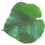 feuille de murier