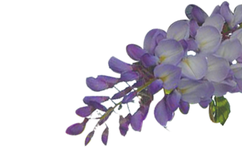 glycine