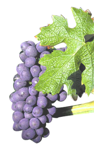 raisin