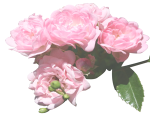 roses