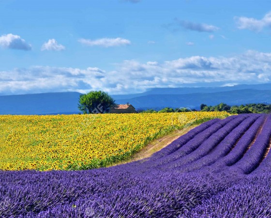 Les champs de lavande et de tournesols