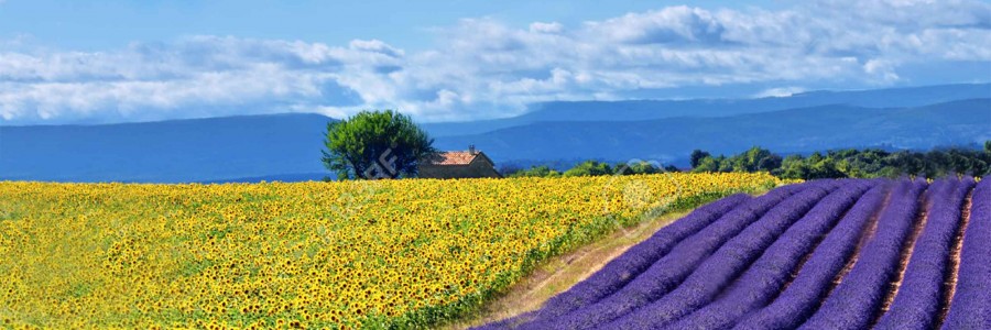 Les champs de lavande et de tournesols