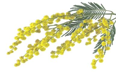 mimosa